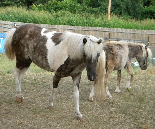 Chardanay and Merlot